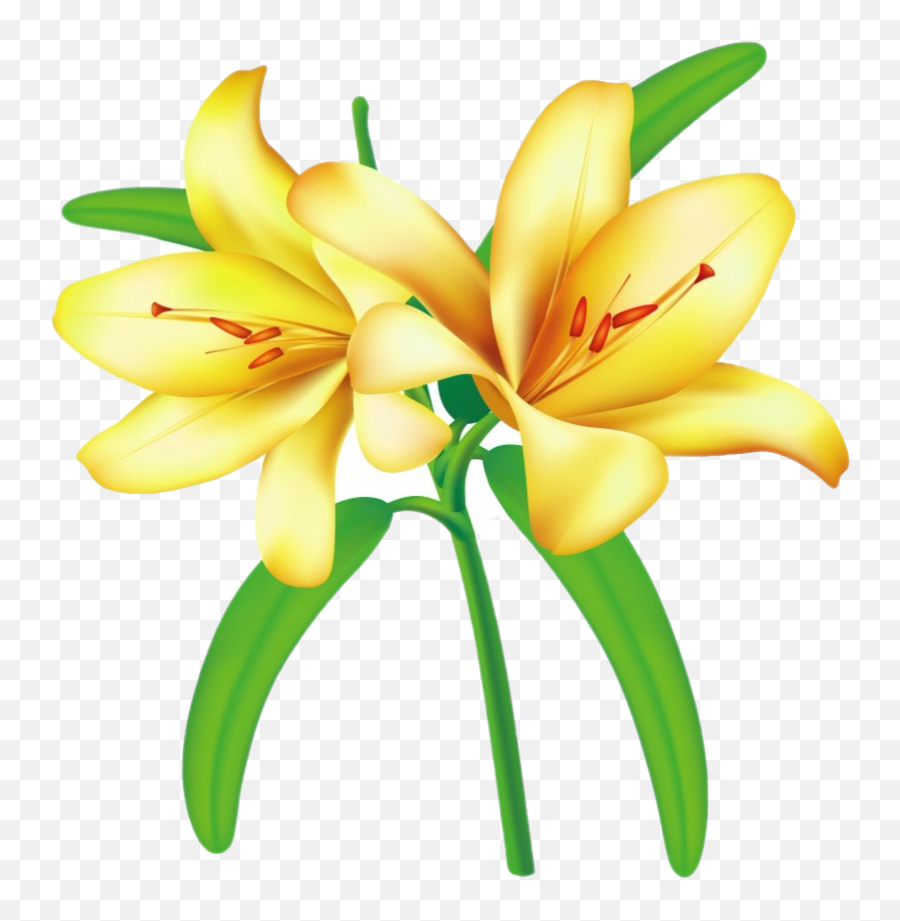 Lilium Png Transparent Images All - Flower Png Lily Yellow,Lilies Png