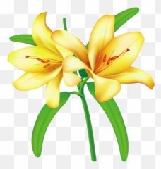 Lilium Png Transparent Images All - Flower Png Lily Yellow,Lilies Png