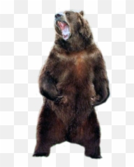 Bear Png V92 Wallpaper Pc Rec - Soldier Bear Png,Grizzly Bear Png