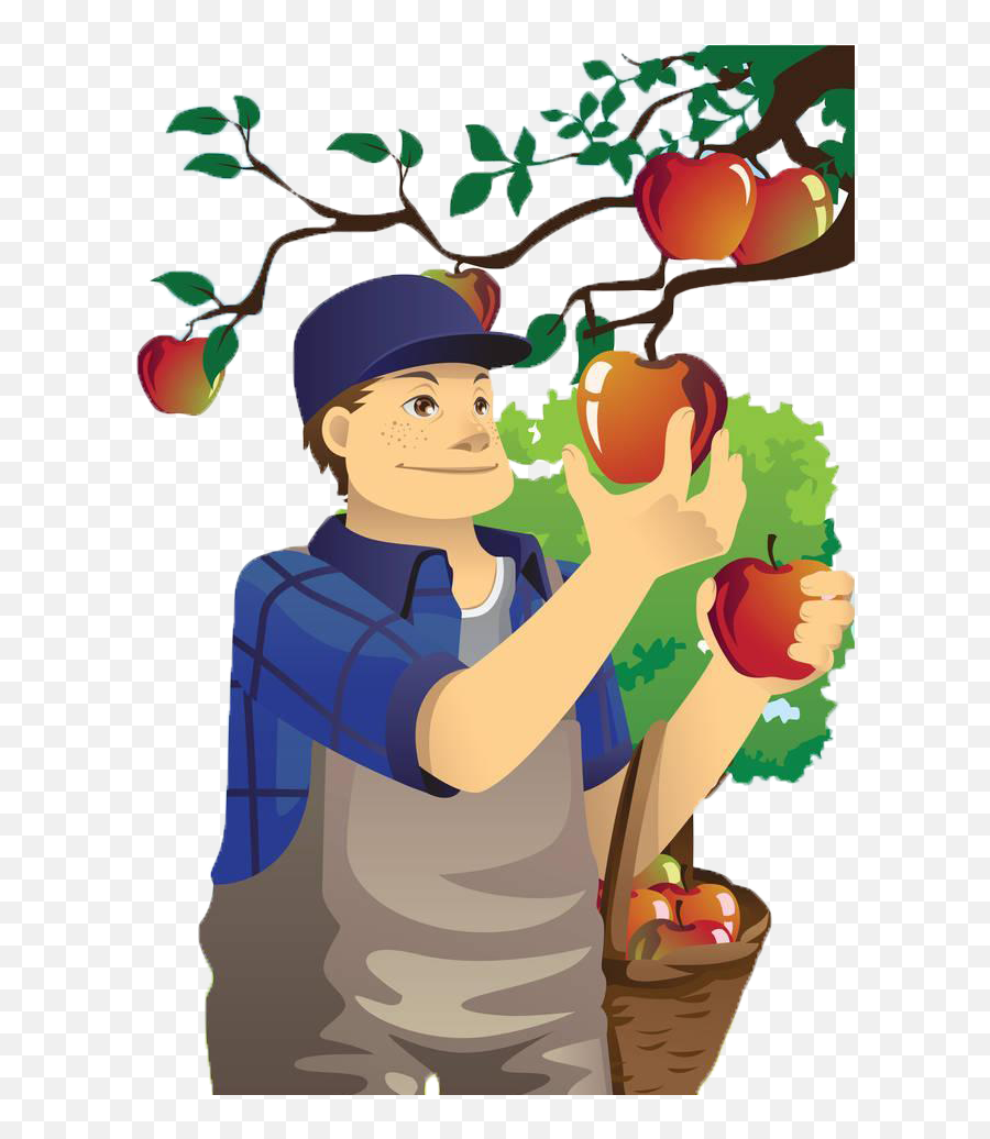 Download Free Apple Orchard Of Village Fruit Uncle Apples - Man Eating Fruit Clip Art Png,Apples Png
