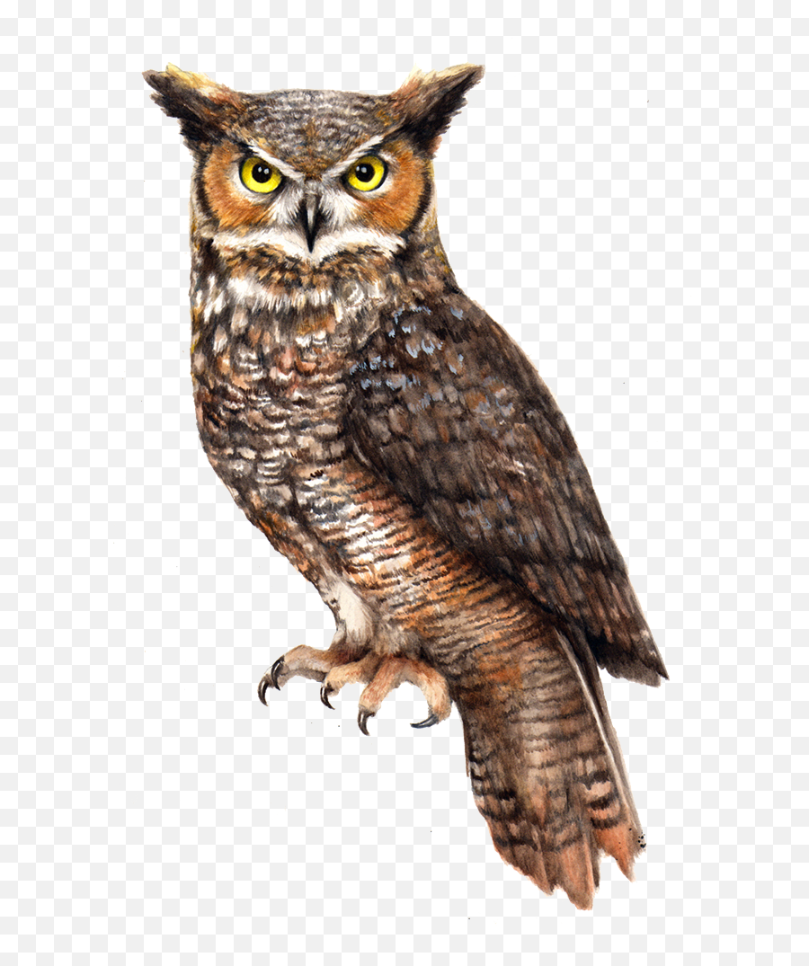 Download Owl Png File For Designing Use - Great Horned Owl Png,Owl Transparent Background