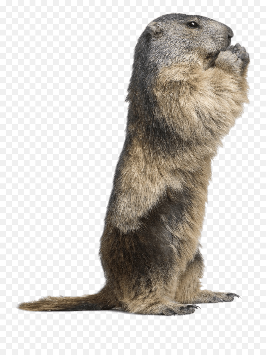 Standing Groundhog Transparent Png - Groundhog Png,Groundhog Png