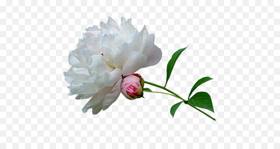 Download Peony Transparent Hq Png Image - Animated Gif Gif Precious Life,Peonies Png