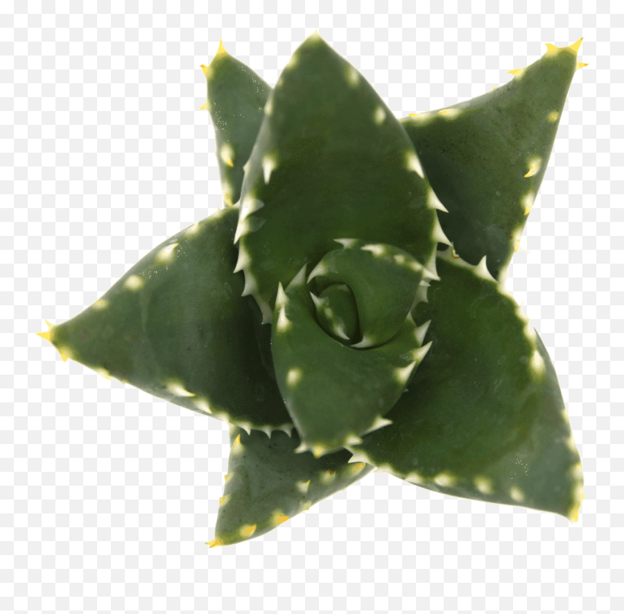 The Difference Between Aloe And Agave - Sublime Succulents Aloe Vera Png,Aloe Png
