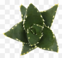 The Difference Between Aloe And Agave - Sublime Succulents Aloe Vera Png,Aloe Png