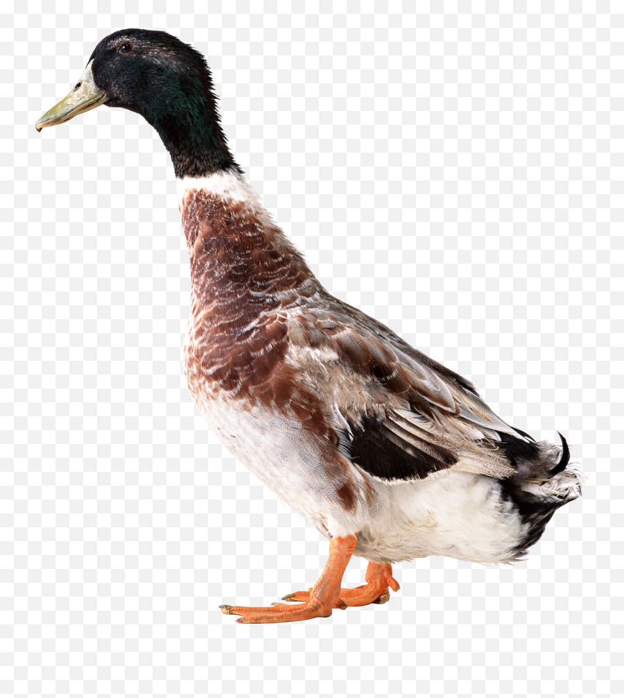 Duck Png Images Collection For Free Download Llumaccat Ducks