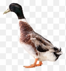 Duck Png Images Collection For Free Download Llumaccat Ducks