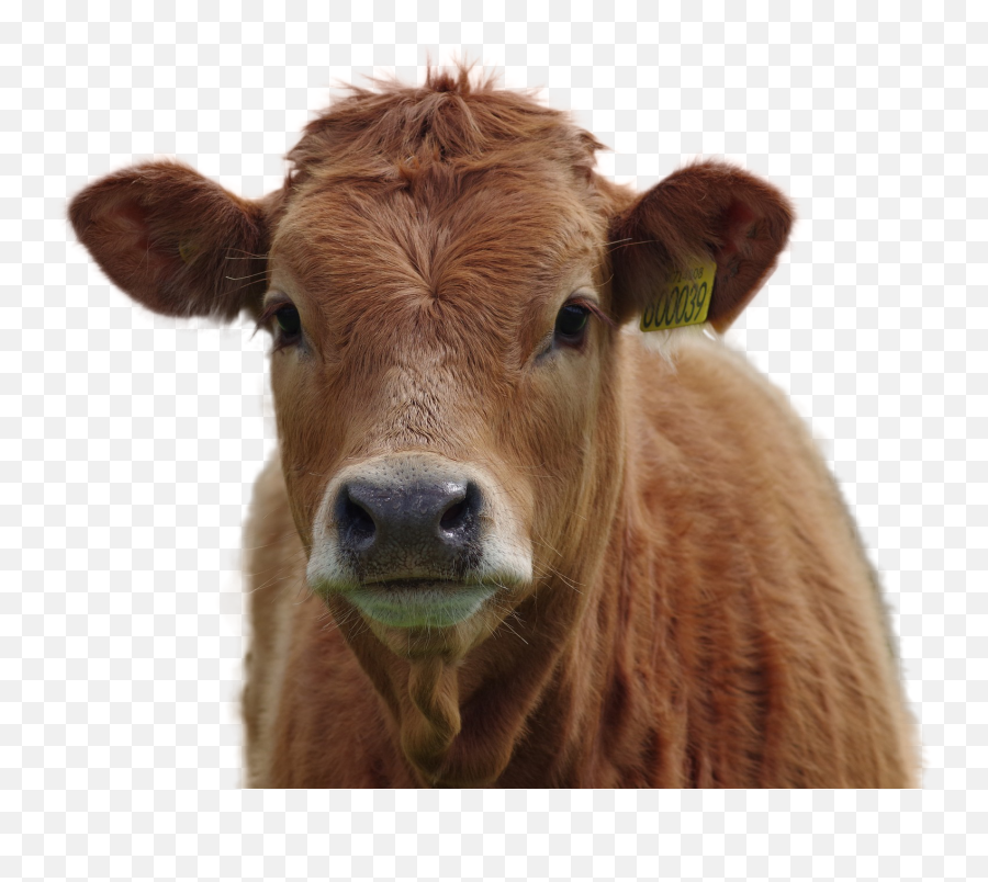 Cow Png Image - Cow Png,Cow Head Png