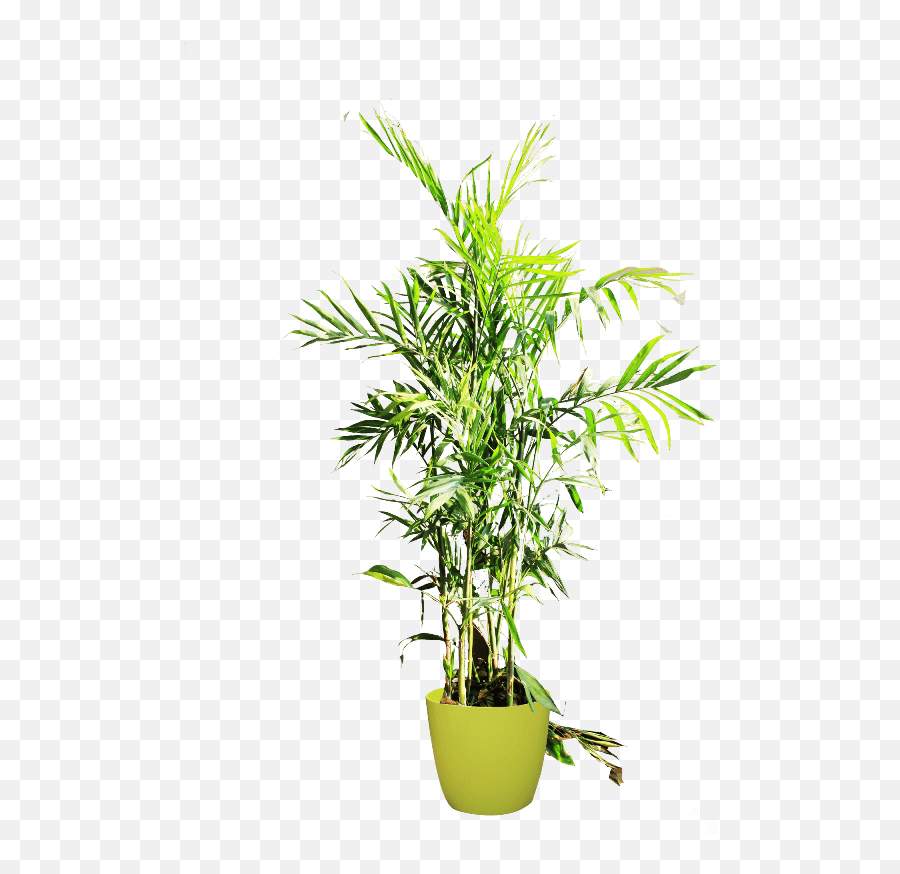 Xyzpedia - Inside Plant Png,Indoor Plant Png