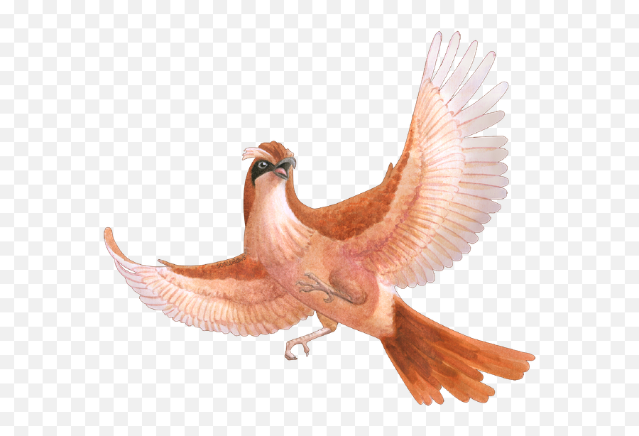 Pokemon Collab - Hawk Png,Pidgey Png