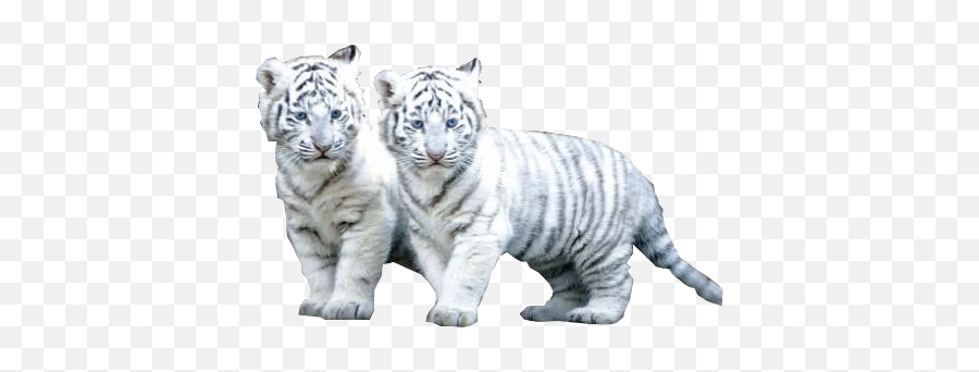 Download White Tiger Png File - Baby White Tiger,White Tiger Png