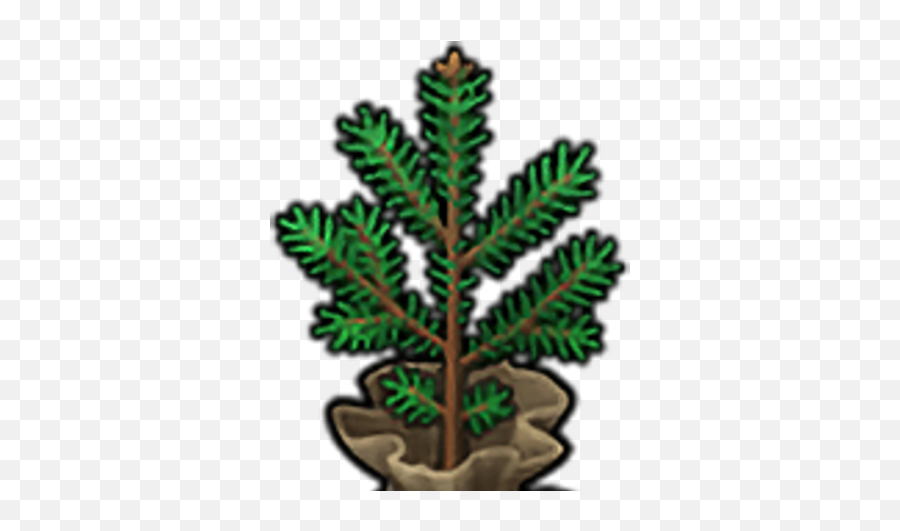 Christmas Tree Seedling - Clip Art Png,Seedling Png
