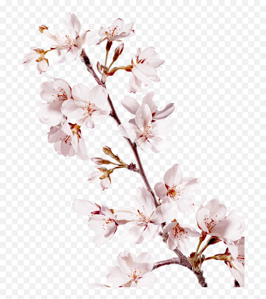 Sakura - Transparent Background Cherry Blossom Tree Branch Png,Sakura Png