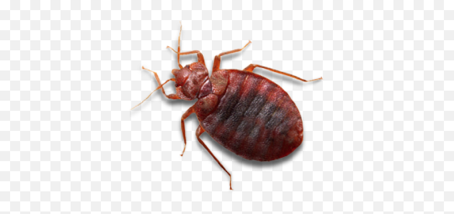 Bed Bug Png Clipart Background Play - Transparent Background Of Bugs,Bugs Png