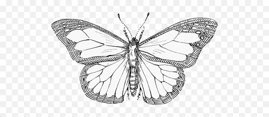 Butterfly Bottom Psf Transparent - Black And White Butterfly Png,Butterfly Transparent