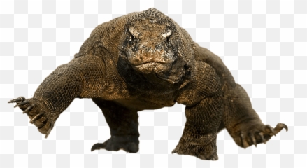 Komodo Dragon Running Transparent Png - Komodo Dragon Transparent Background,Komodo Dragon Png