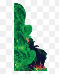 Green Algae - Tree Png,Algae Png