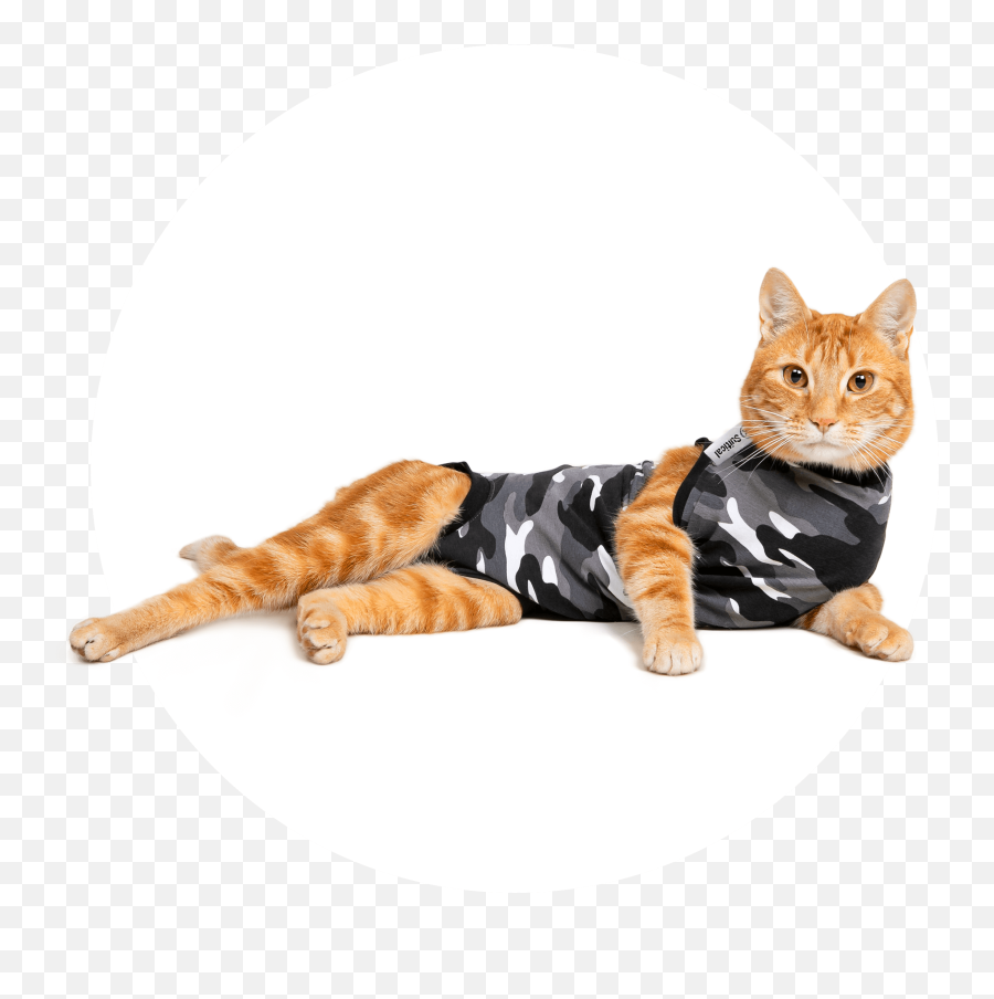 Recovery Suit Cat - Suitical Cat Suit For Cat Png,Calm Icon For Cats