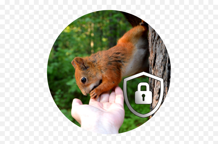 Squirrel Lock Screen Hd Apk 10 - Download Apk Latest Version Quotes About Forest And Animals Png,Squirrel Icon