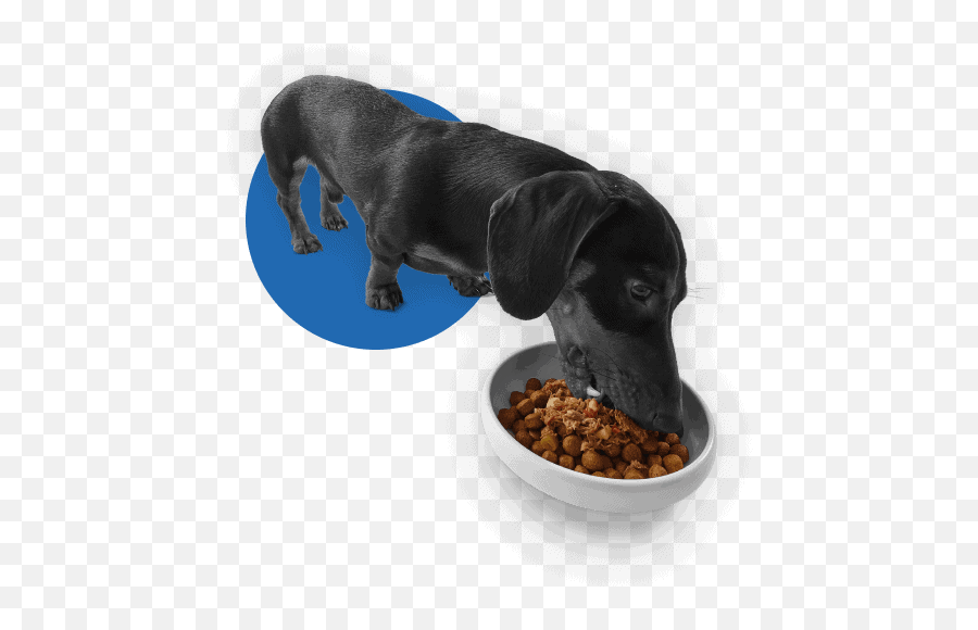 Dog Food And Nutrition Hepper - Filler Png,Dog Bowl Icon