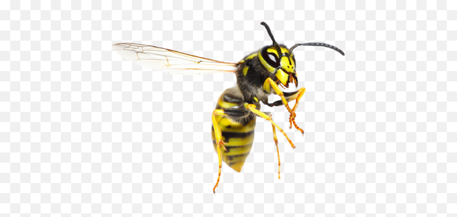 Wasp Png - Transparent Wasp Png,Wasp Png