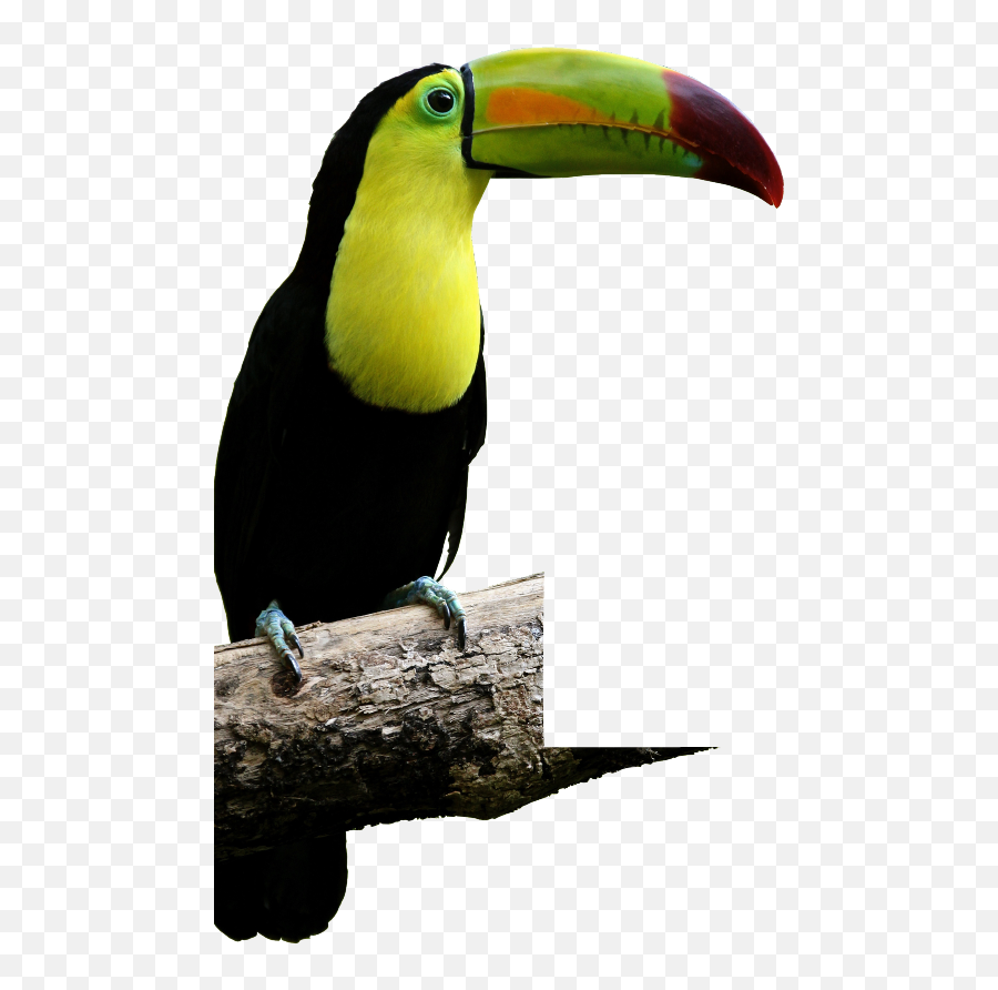 Malocas - Tropical Rainforest Animals Name Png,Tucan Png - free transparent  png images 