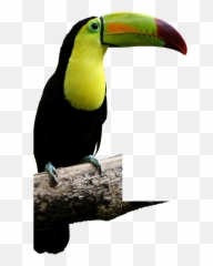 Malocas - Tropical Rainforest Animals Name Png,Tucan Png