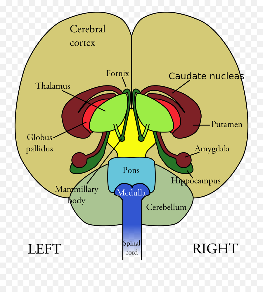 Science Brain Clipart Png 27 Photos - Temporal Lobe Amygdala Hippocampus,Brain Clipart Transparent