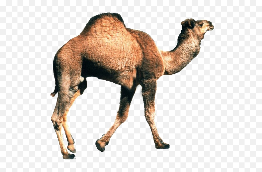 Camel Png Background