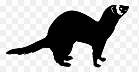 Download Mink Drawing Polecat - Marine Mammal Png,Ferret Png