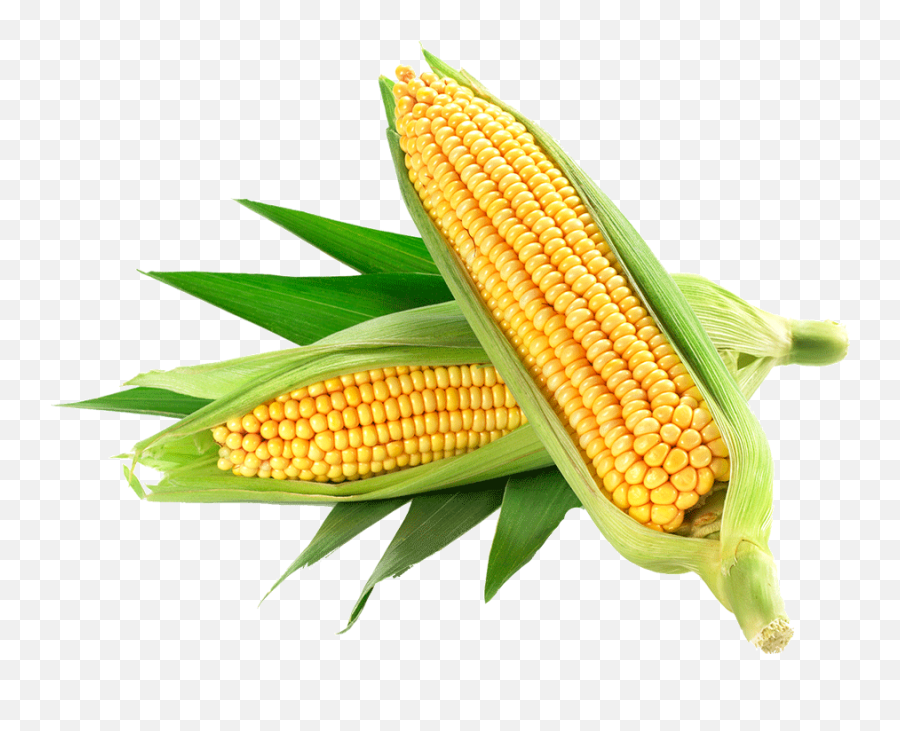 Corn Yellow Png Clipart Images - Maize Cob Shooting Out,Corn Cob Png