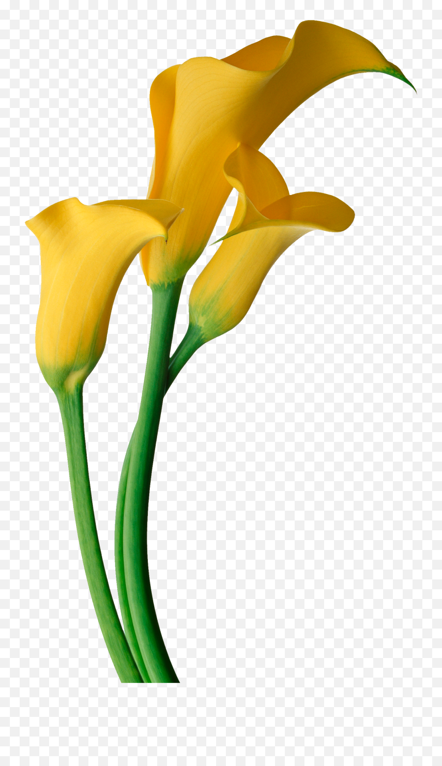 Lily Of The Valley Drawing Free Download - Yellow Calla Lily Flower Png,Lily Of The Valley Png