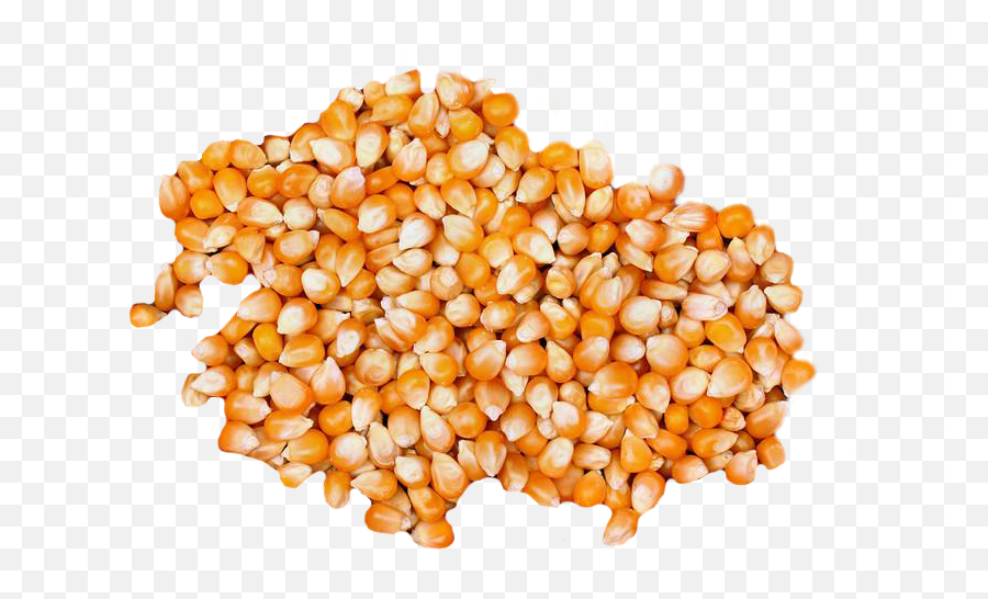 Download Cracked Maize - Corn Popcorn Full Size Png Image Cracked Corn Png,Corn Stalk Png