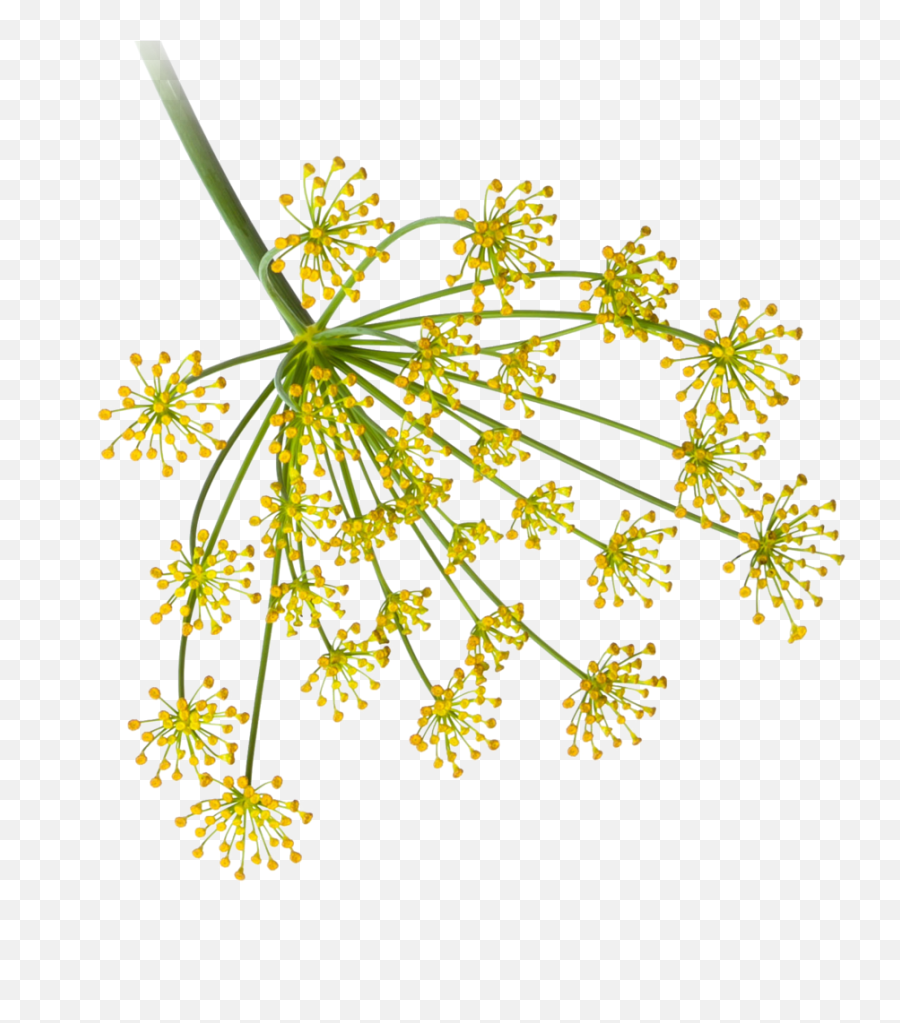 Products U2014 Microfood Indonesia - Dill Flower Png,Yellow Flower Transparent