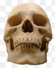 Free Pngs - People Free Png Images Free Base,Skeleton Png Transparent
