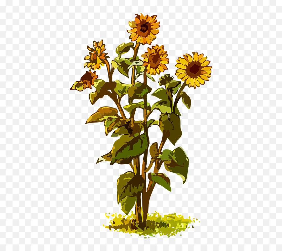 Flora Floral Flower - Free Vector Graphic On Pixabay Sunflower Plant Clipart Png,Bunga Png