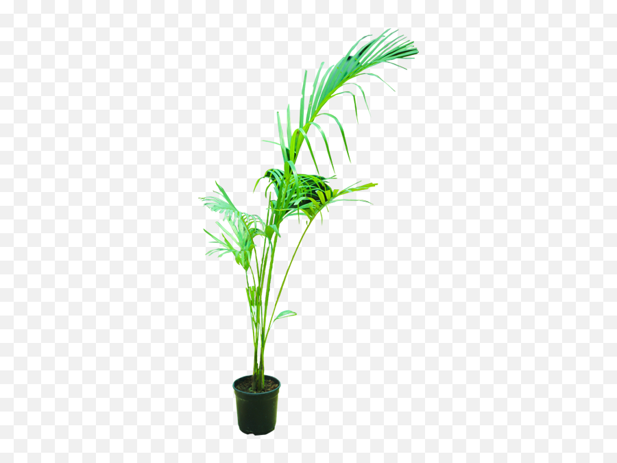 Areca Palm - Indoor Plants Plants By Location Plants Houseplant Png,Indoor Plant Png