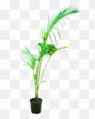 Areca Palm - Indoor Plants by Location Houseplant png