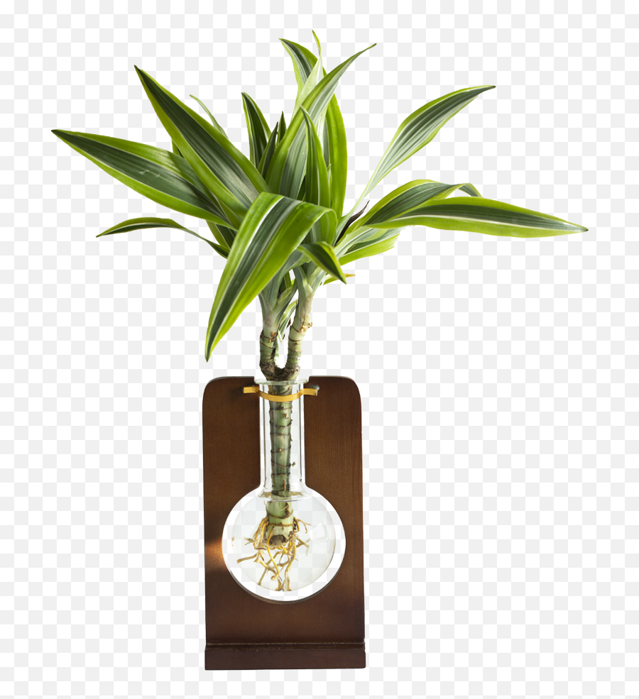 Dillons Food Stores - Organic Dracaena In Flask Pot 1 Ct Dracaena Png,Corn Plant Png