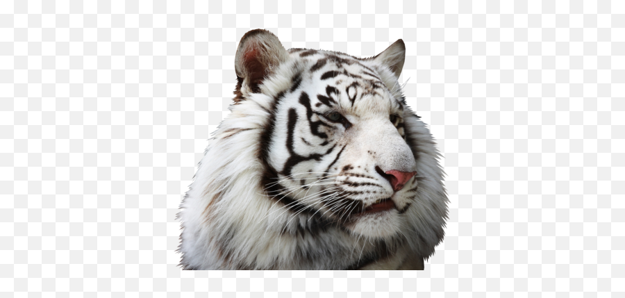 White Tiger - Baby Tiger White Background Png,White Tiger Png
