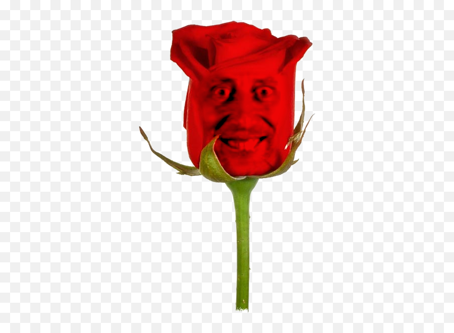 The Michael Rosen Rose - Lovely Single Red Rose Hd Full Garden Roses Png,Single Rose Png