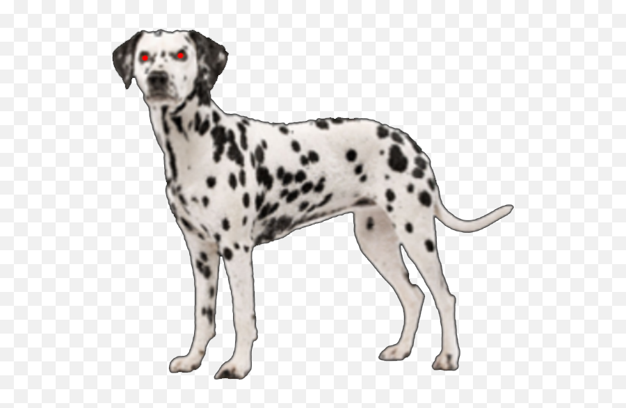 Dalmation Png Hd - Dalmatian Dog Png,Dalmatian Png