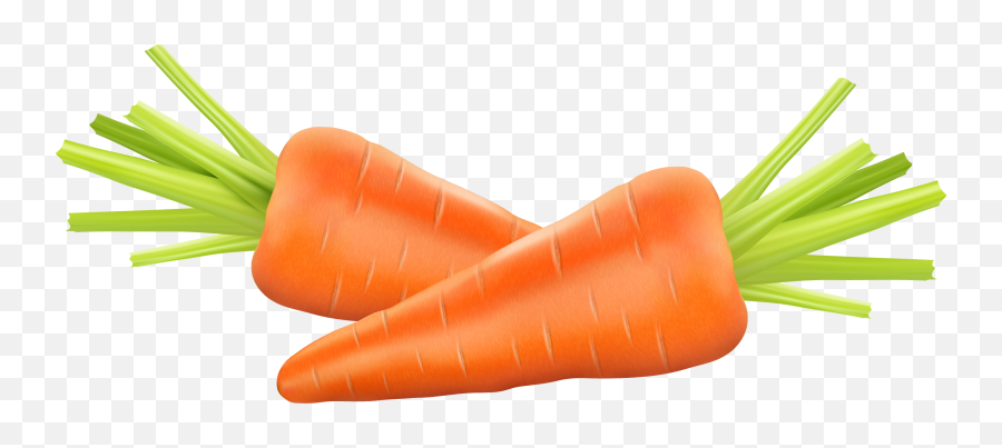 Zanahoria Vector Png - Carrot Png,Zanahoria Png