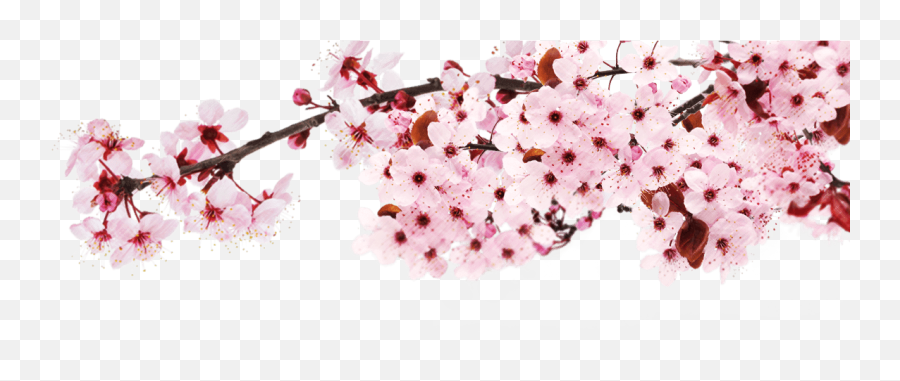 Sakura Png - Japan Cherry Blossom Png,Sakura Png