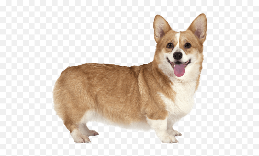 Pembroke Welsh Corgi Cardigan - Welsh Corgi Png,Corgi Transparent