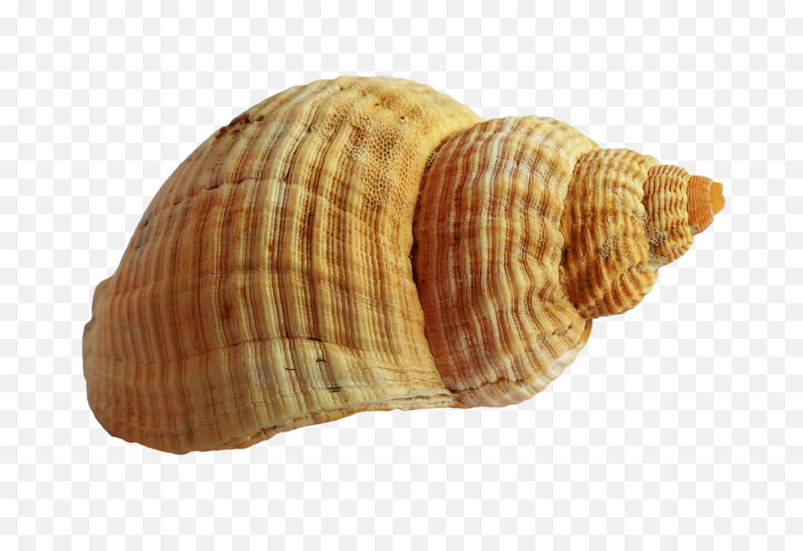 Seashells Clipart 9 Object Png