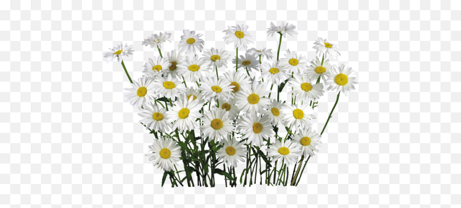 Camomile Png Free Download - Chamomile Png,Daisy Png