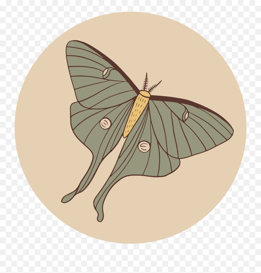 Rosebud Ranch - Luna Moth Png,Moth Icon