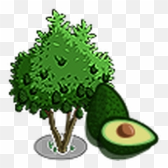 Avocado Tree Farmville Wiki Fandom - Hass png