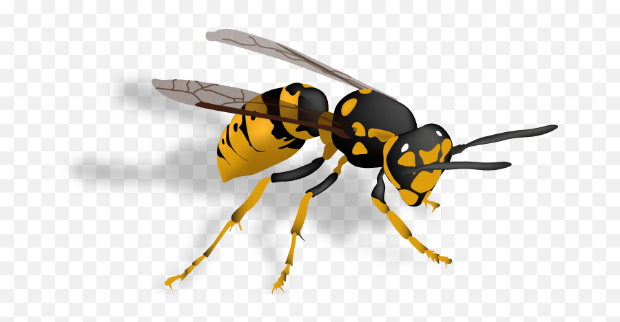 Wasp Png Images Free Download - Yellow Jacket Bee Png,Wasp Png